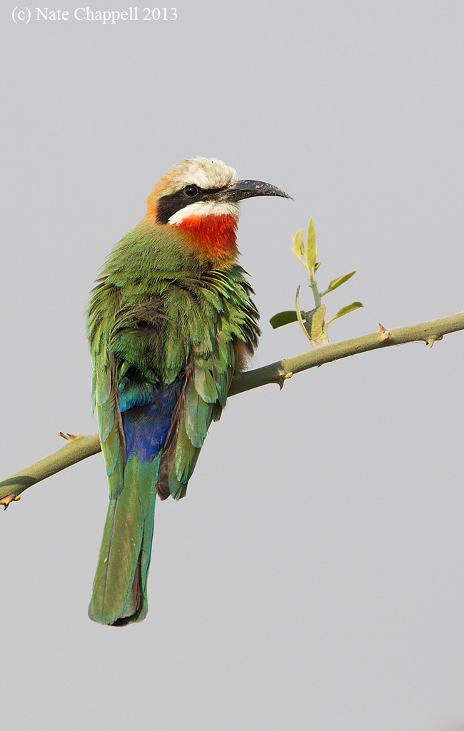 White-fronted Bee Eater