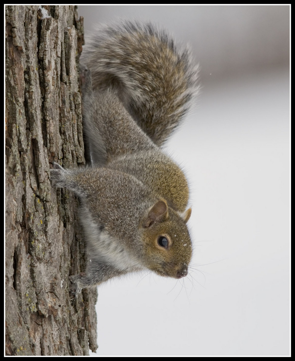 Tree Hugger