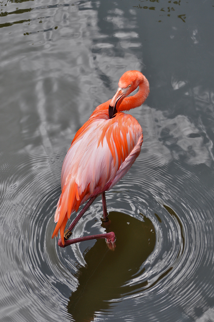 Flamingo + repost