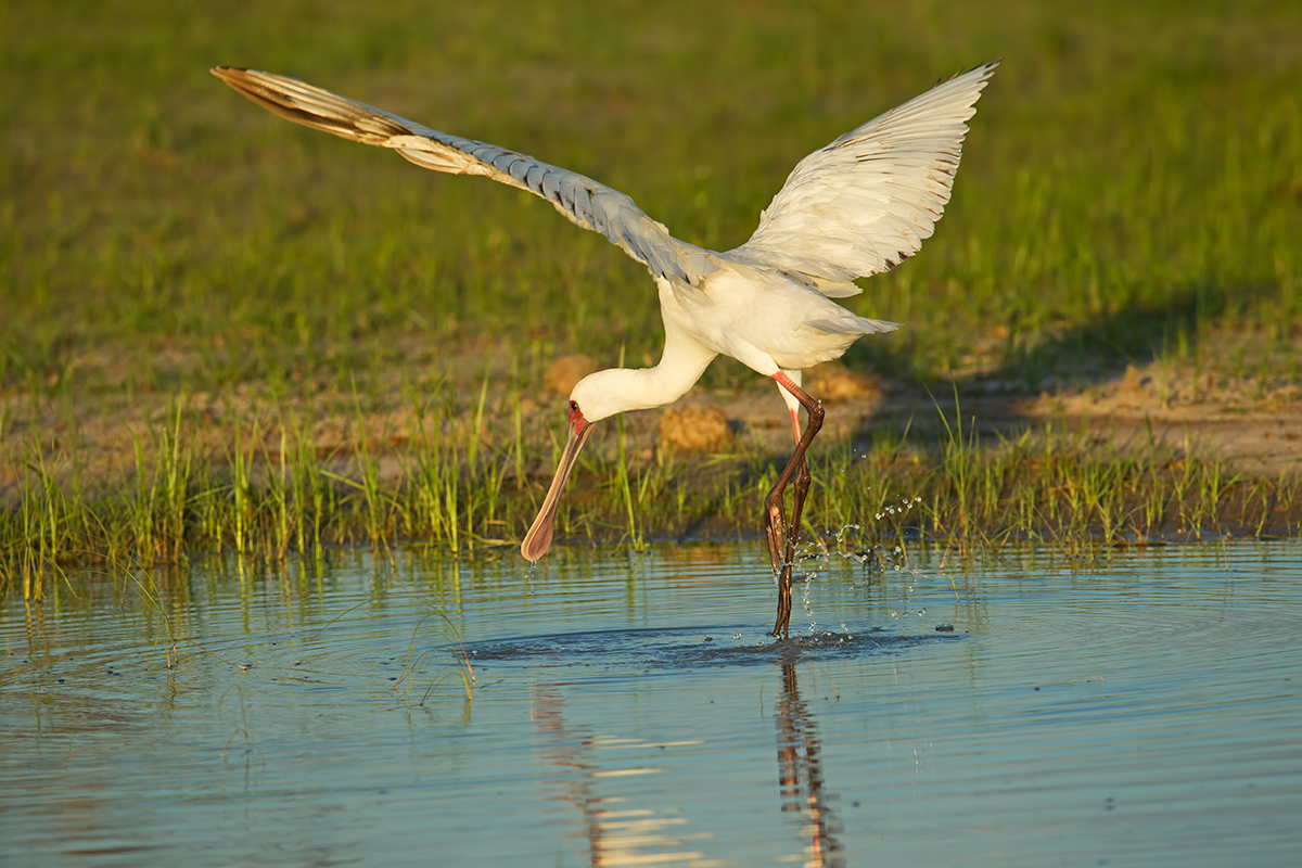 Spoonbill