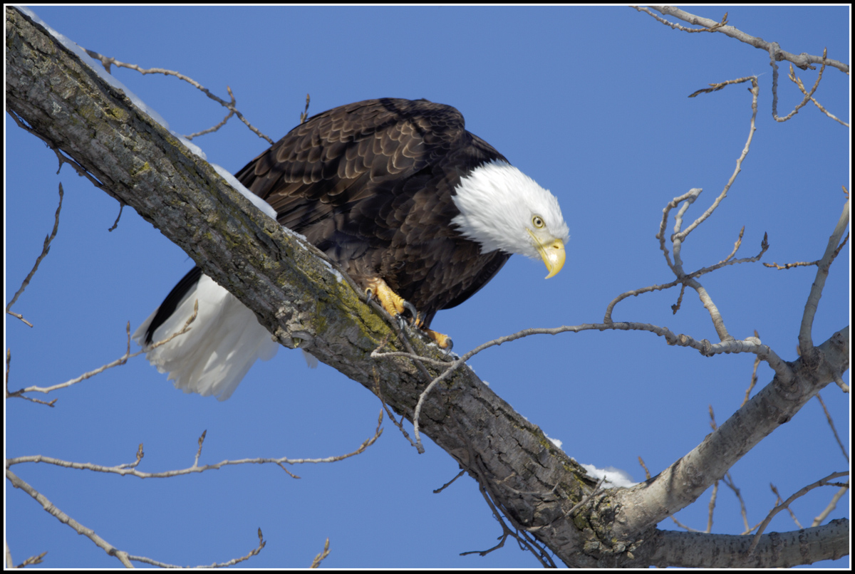 Eagle Launch