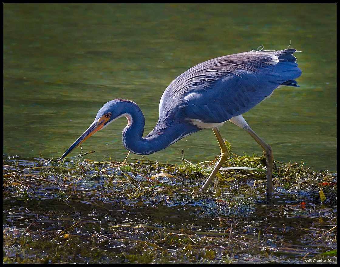 Tricolor Heron