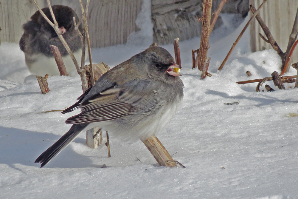 Dark eyed junco