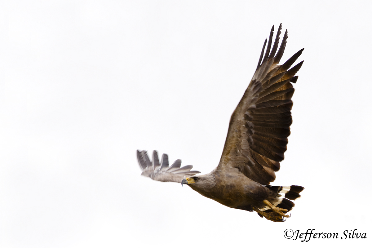 Crowned Eagle