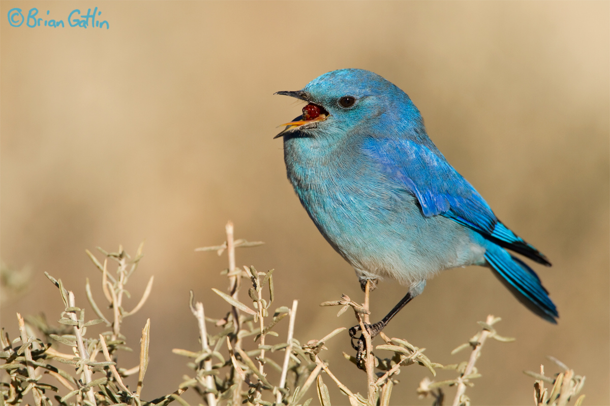 Bluebird + Berry
