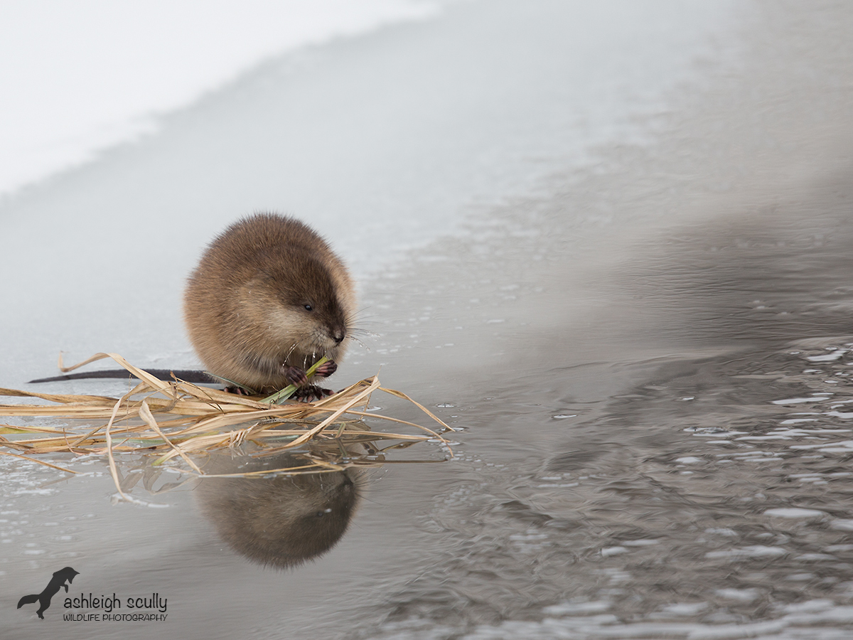 Muskrat Reflections
