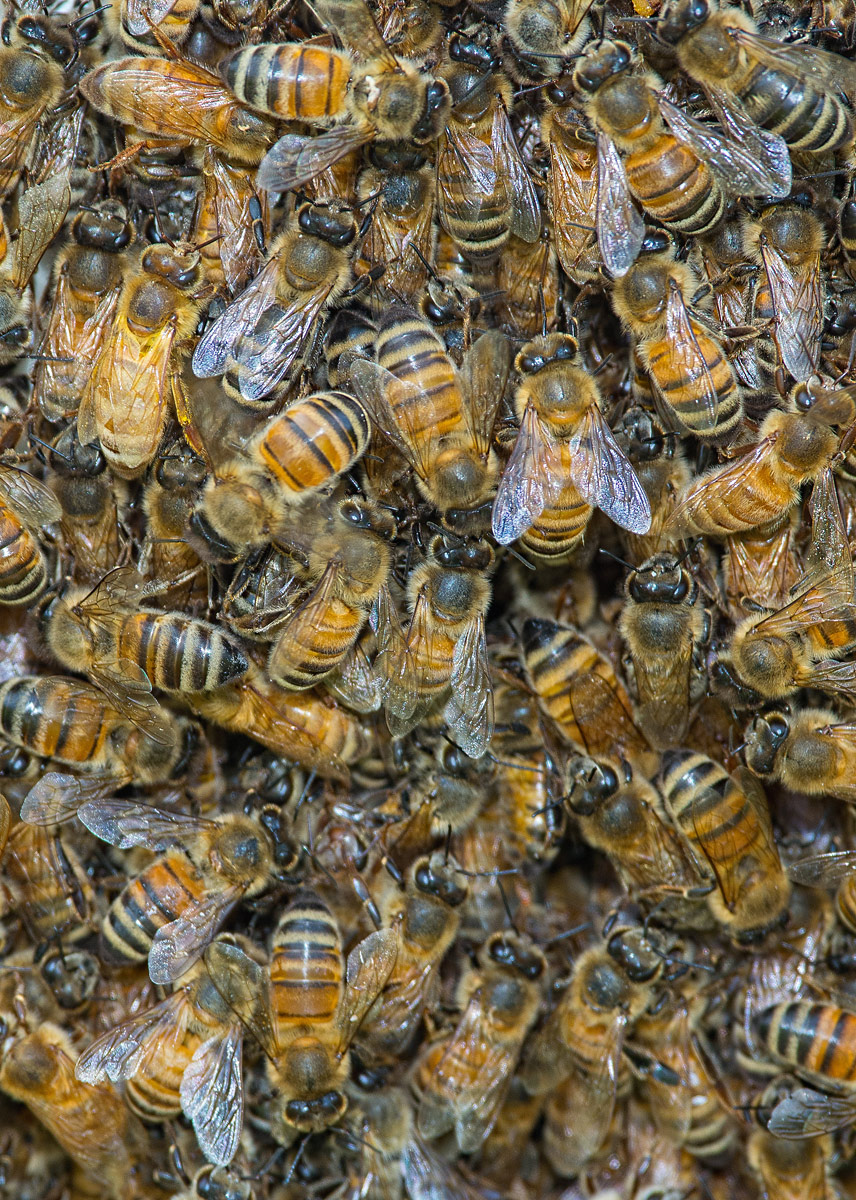The Swarm