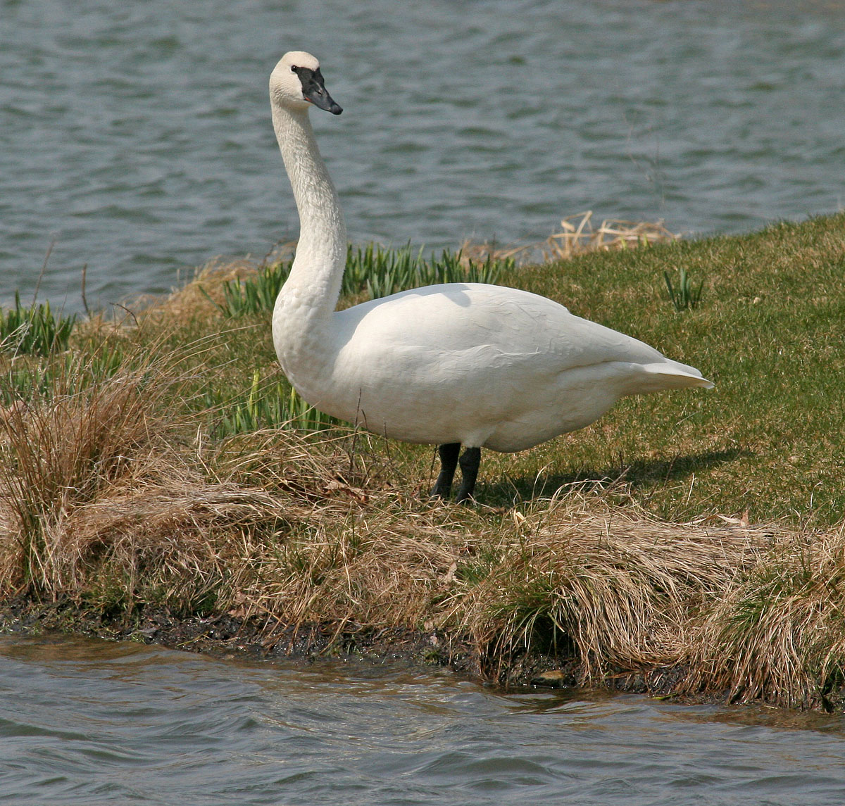 Trumpeter Swan & repost