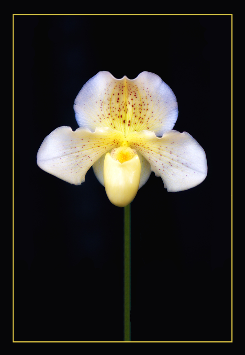 Orchid 76