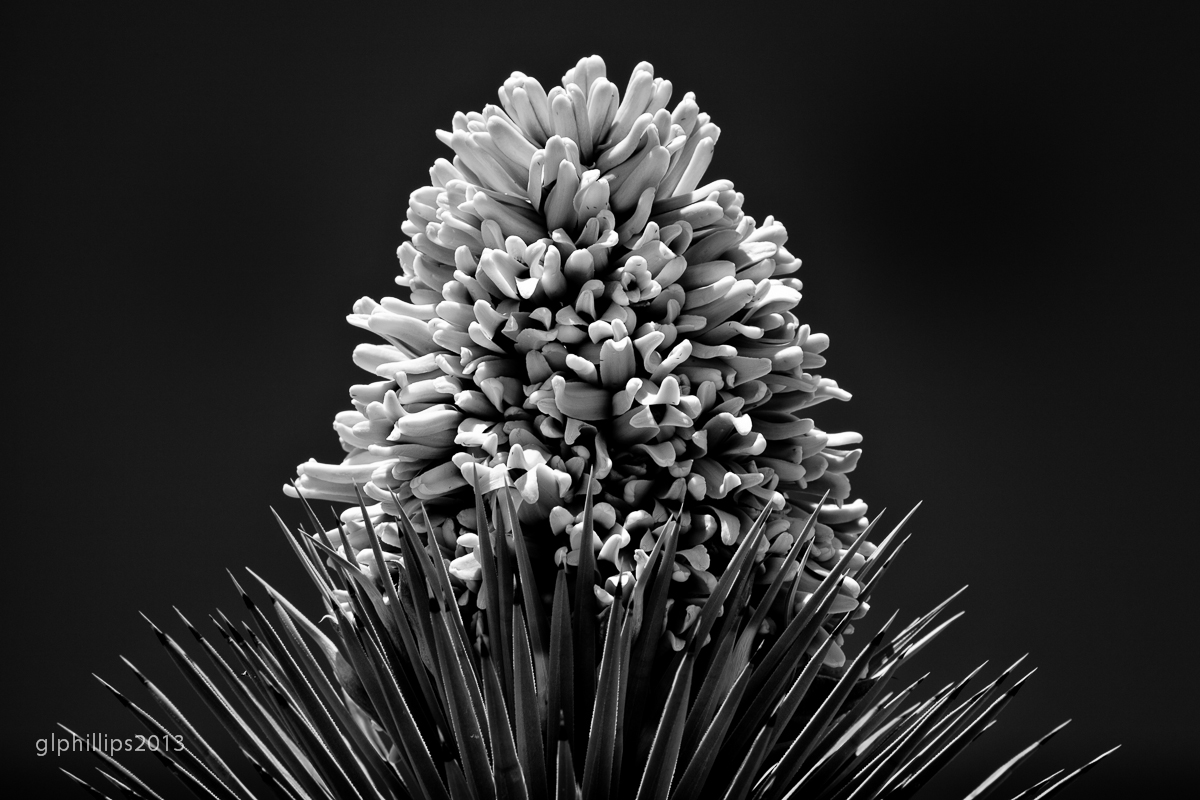 yucca crown