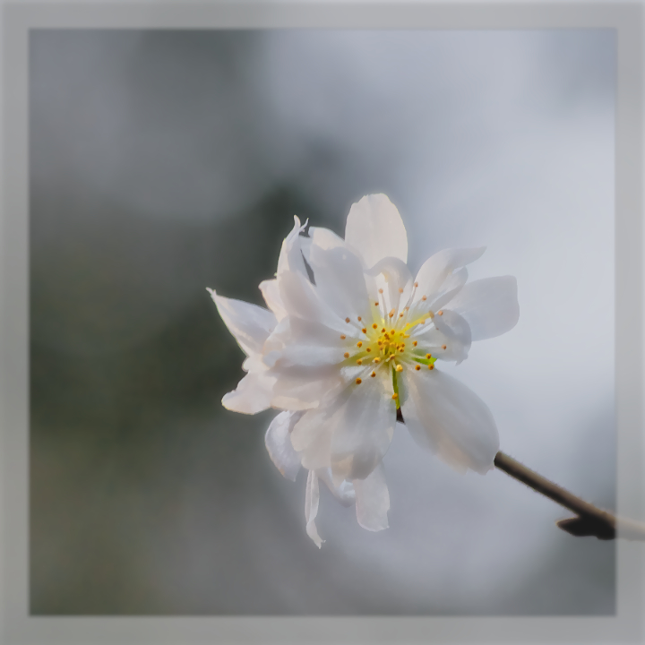 Winter Bloom