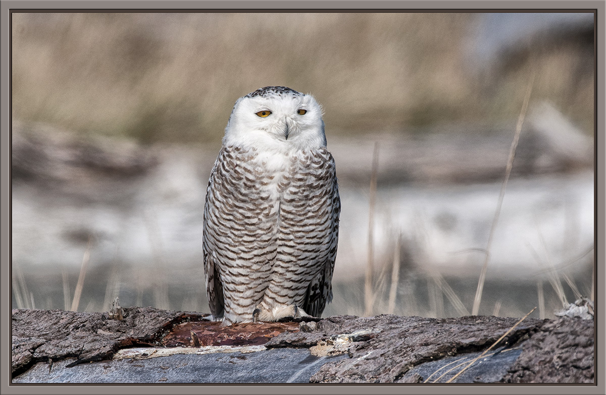Snowy Owl