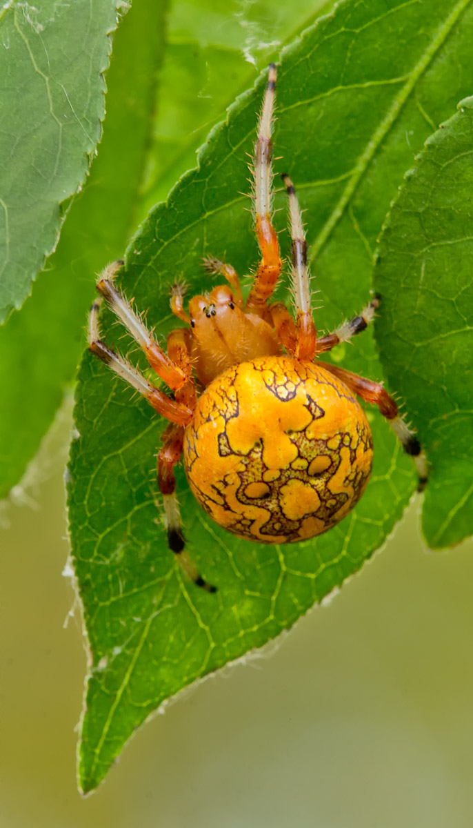 Marbled Orbweaver