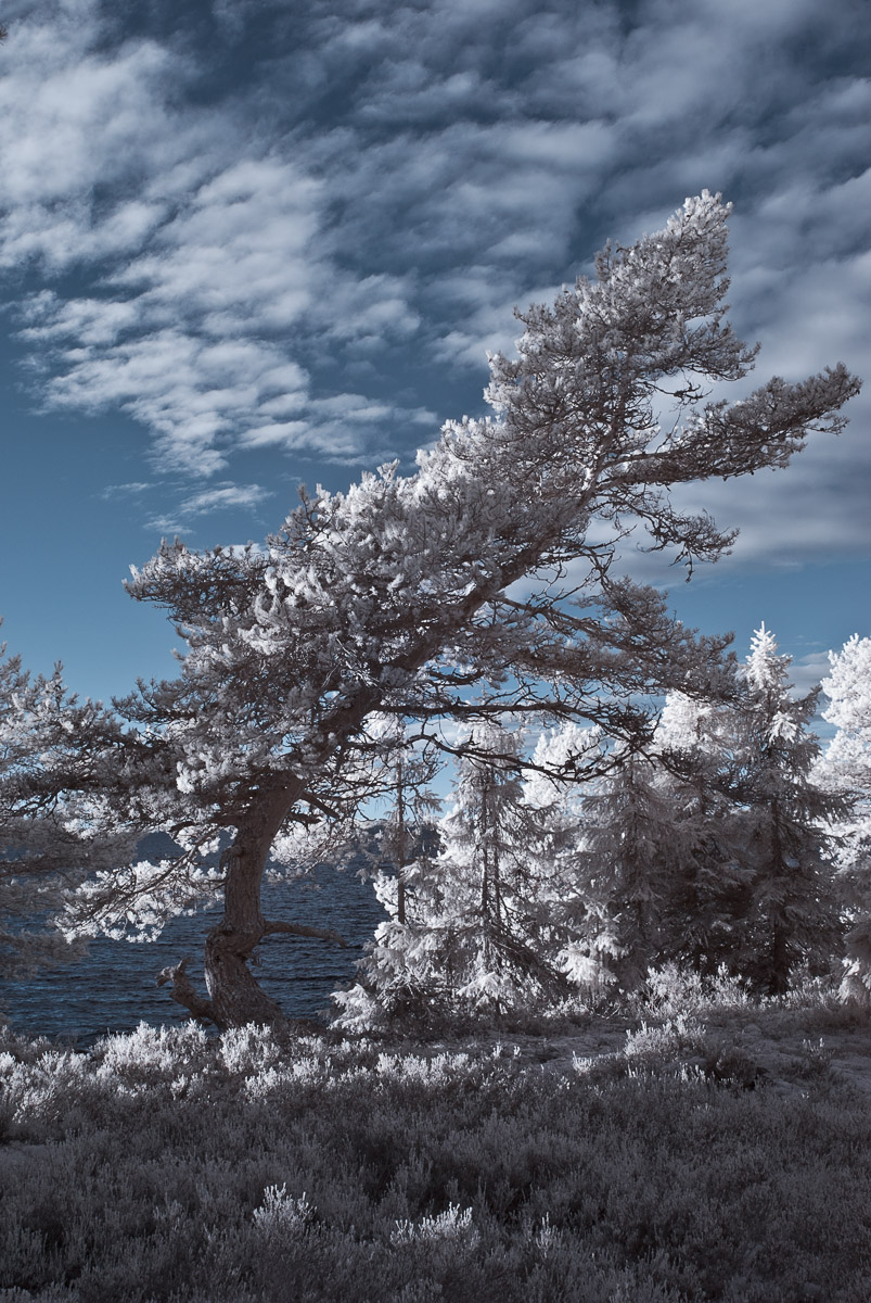 Infrared tree
