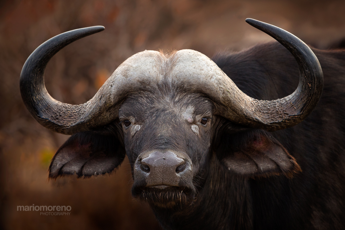 A Buffalo Portrait