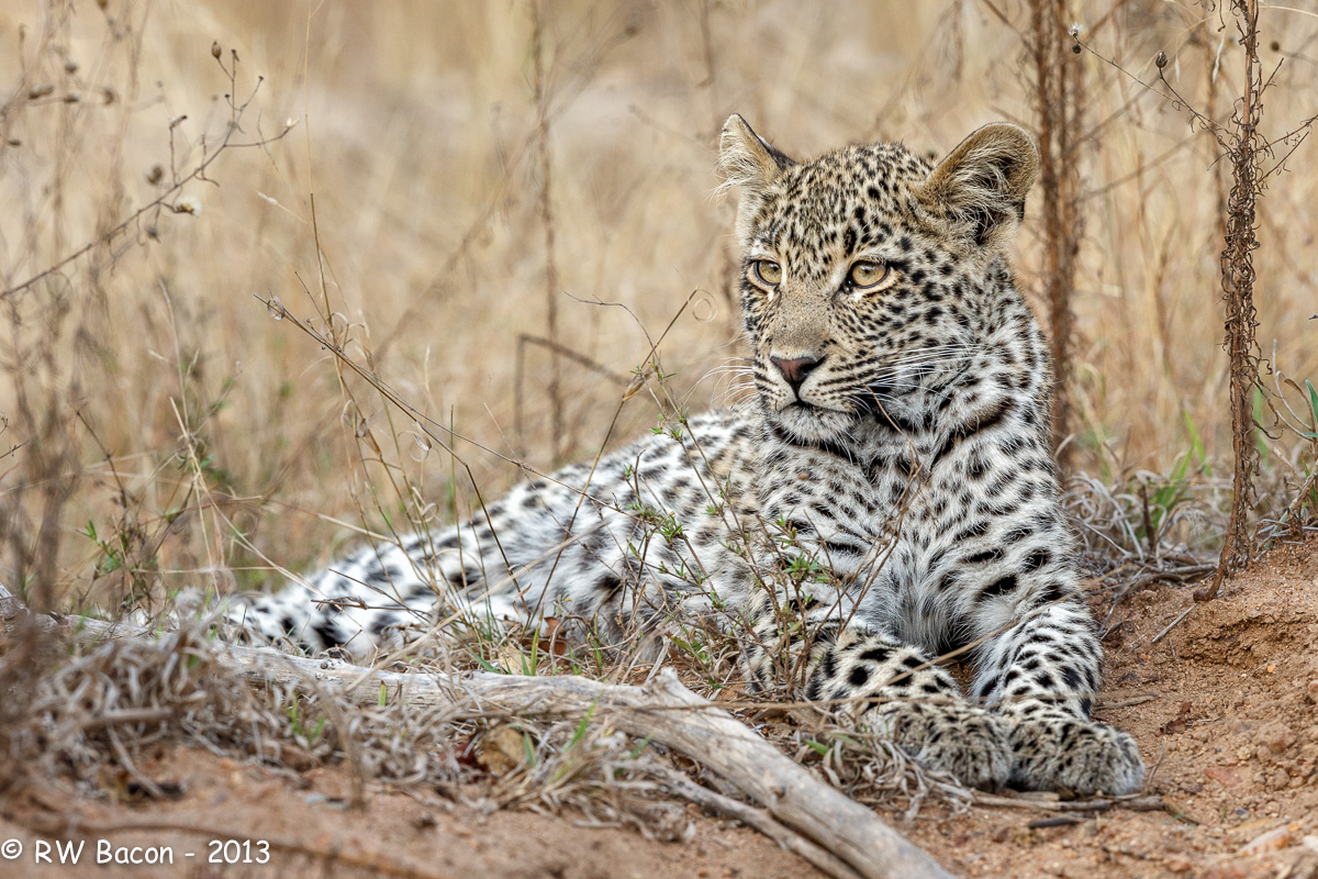 Leopard Cub