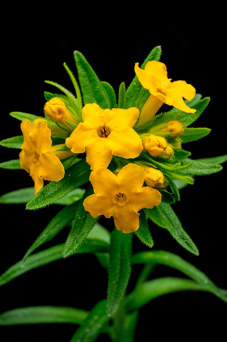 Yellow Puccoon