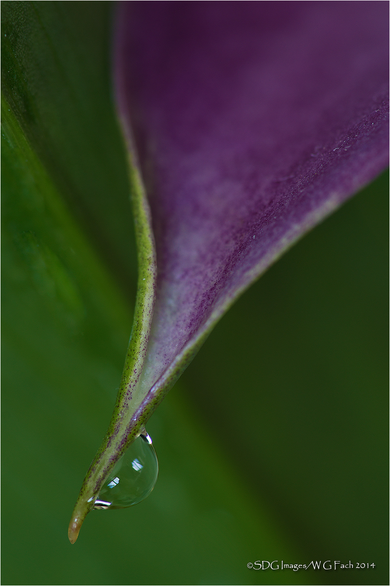 Calla Window