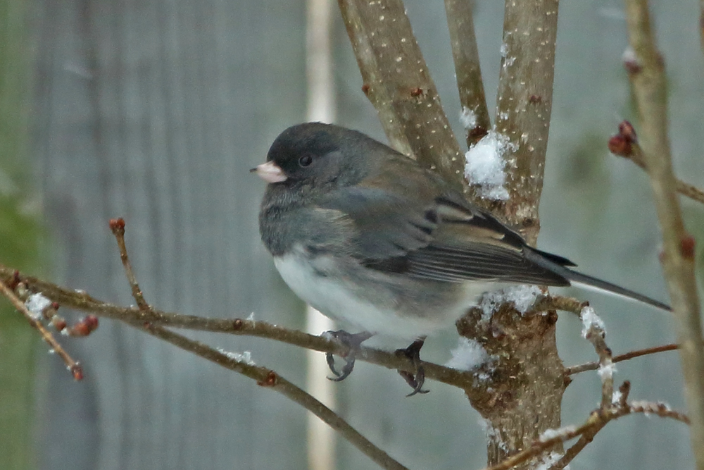 Junco