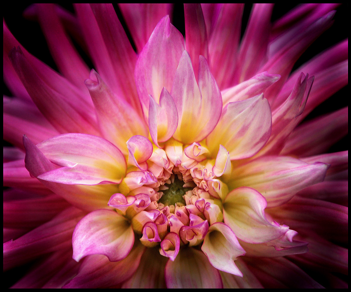 Glowing Dahlia