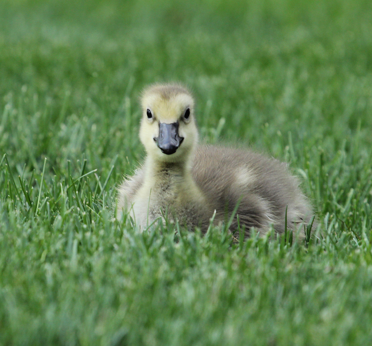 Gosling