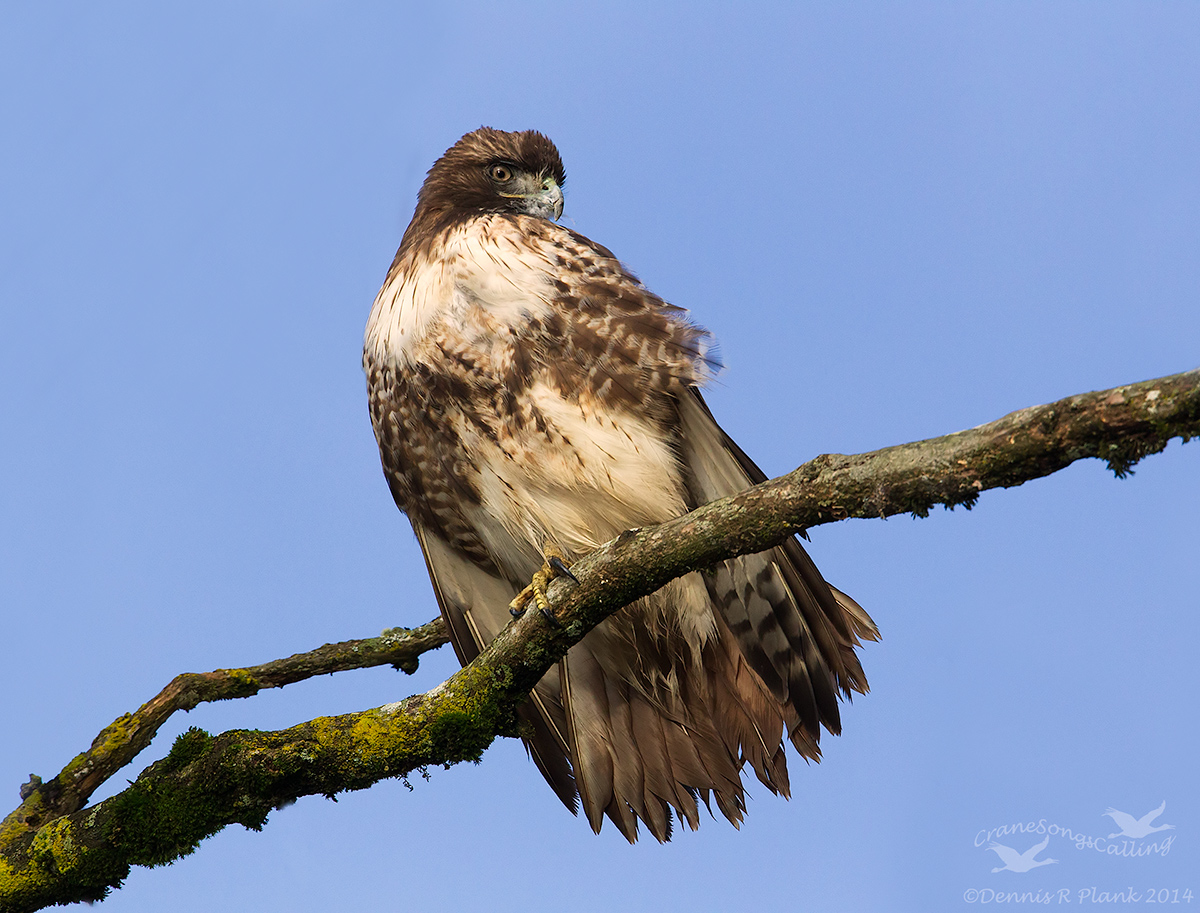 Red-tailed Hawk