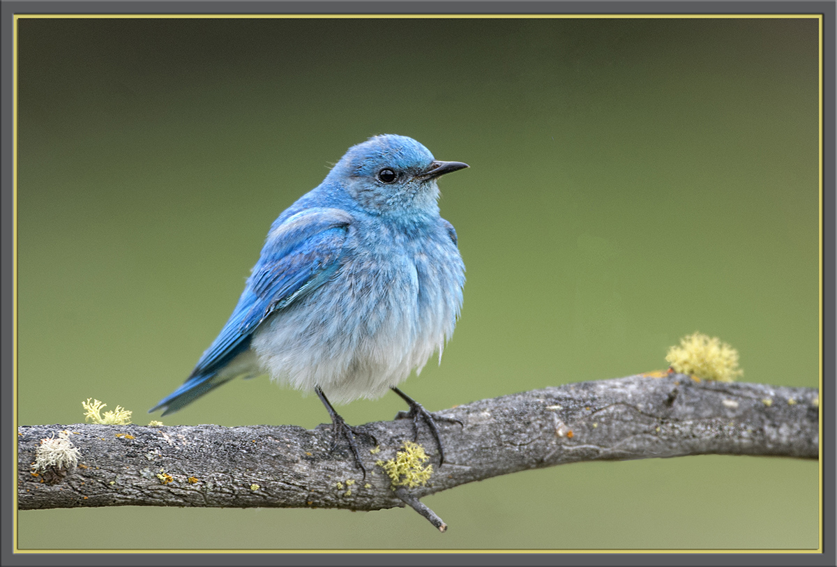 Bluebird of Happiness