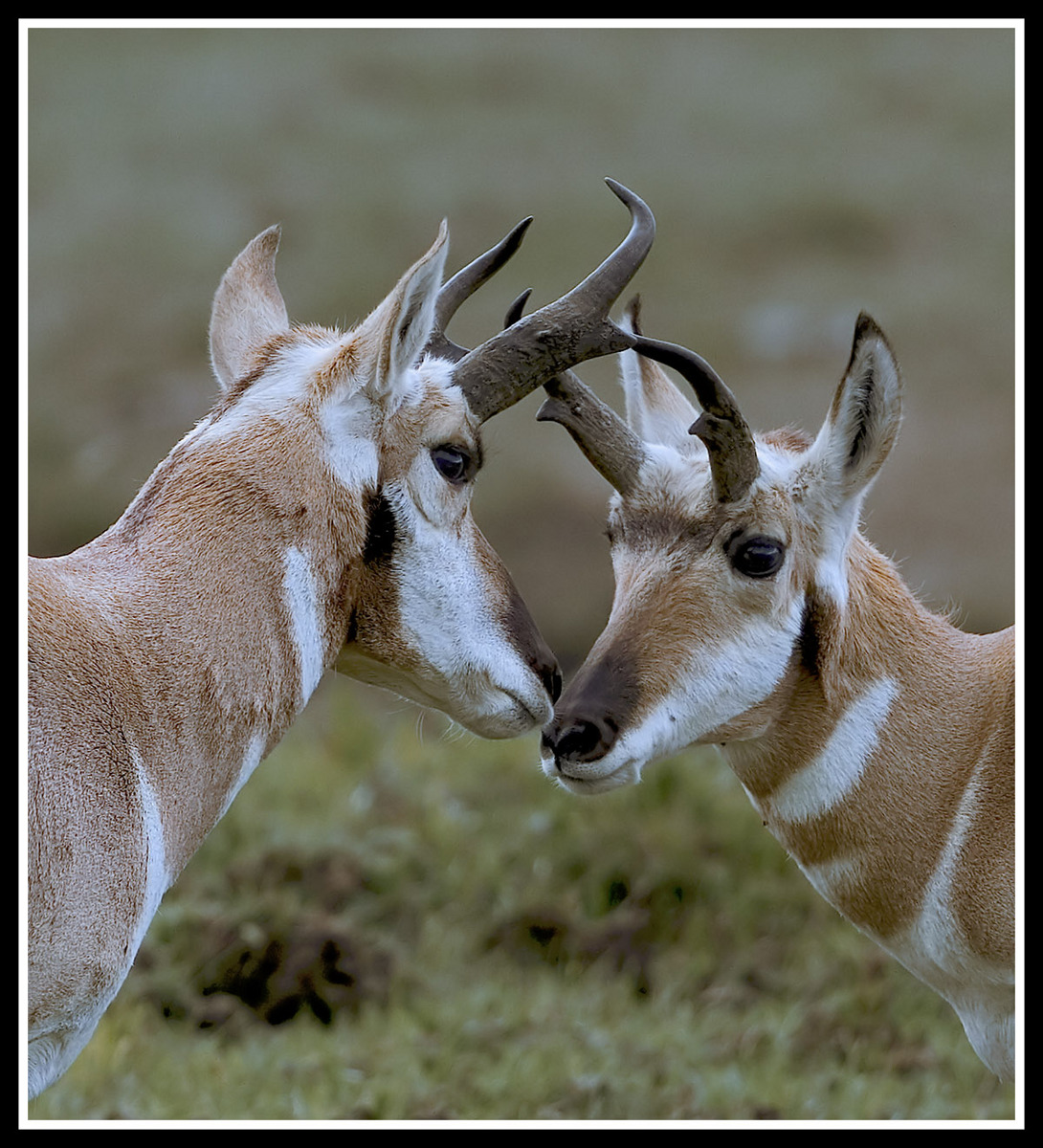 Pronghorn Buddies