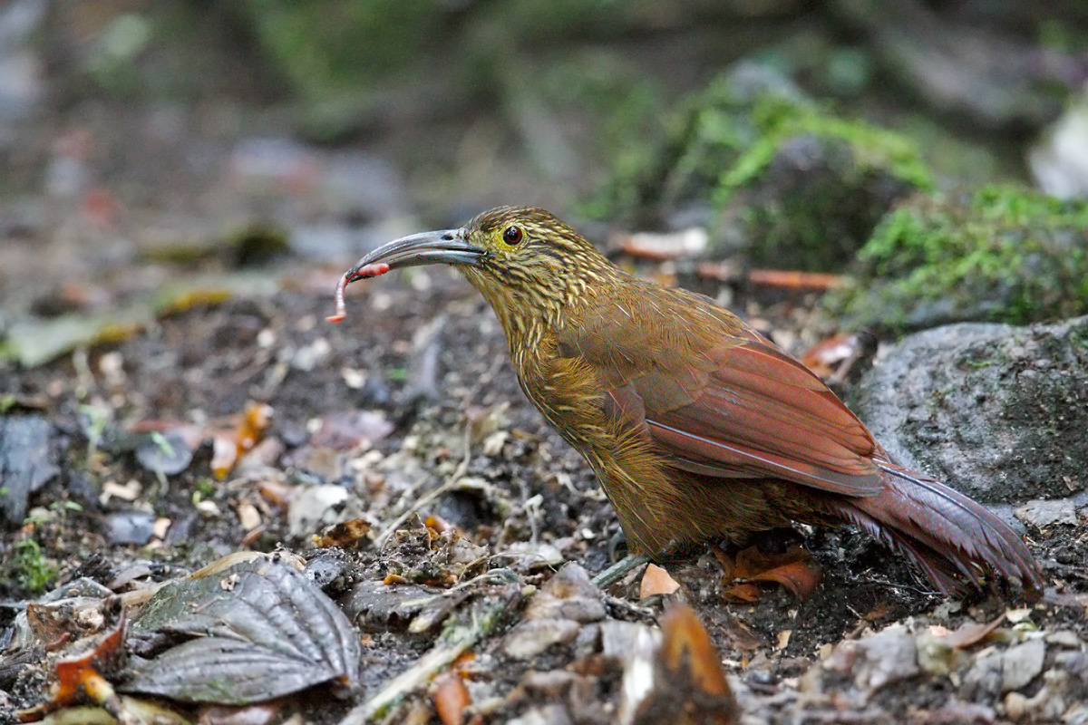 Strong-billed Woodcreeper