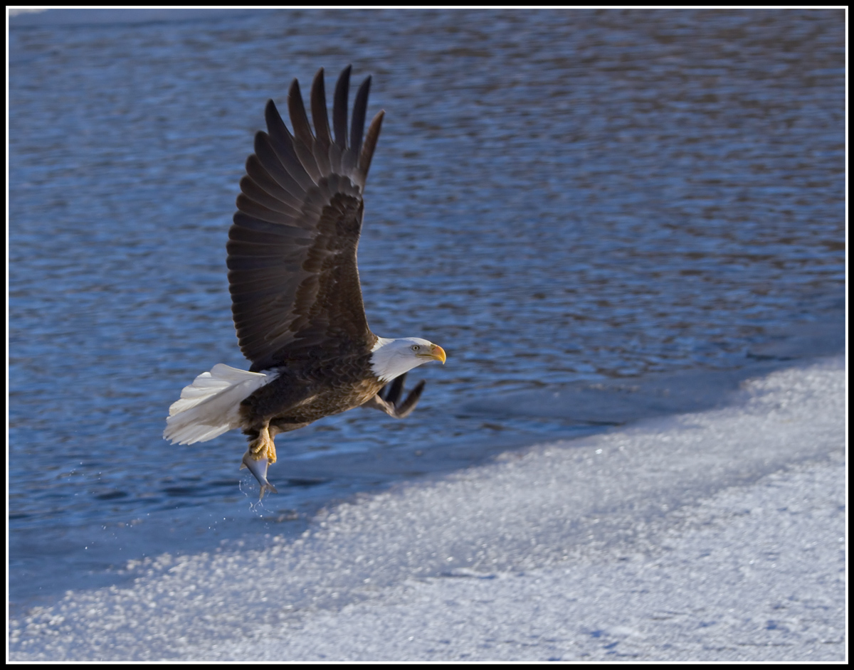 Eagle Catch