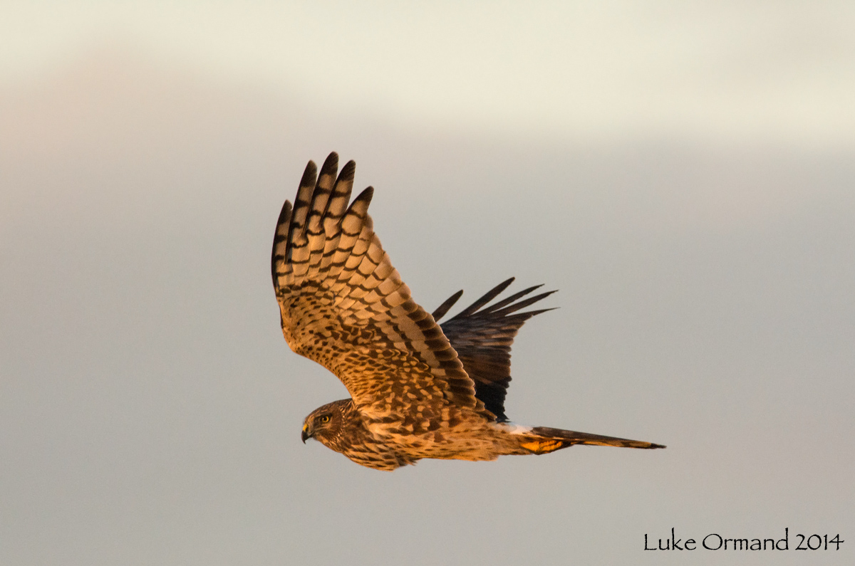 Hunting Harrier