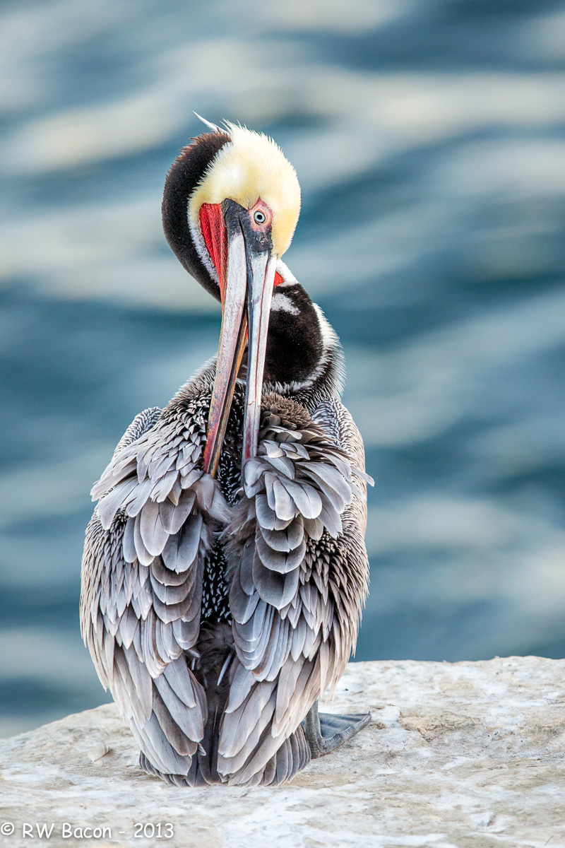 La Jolla Pelican