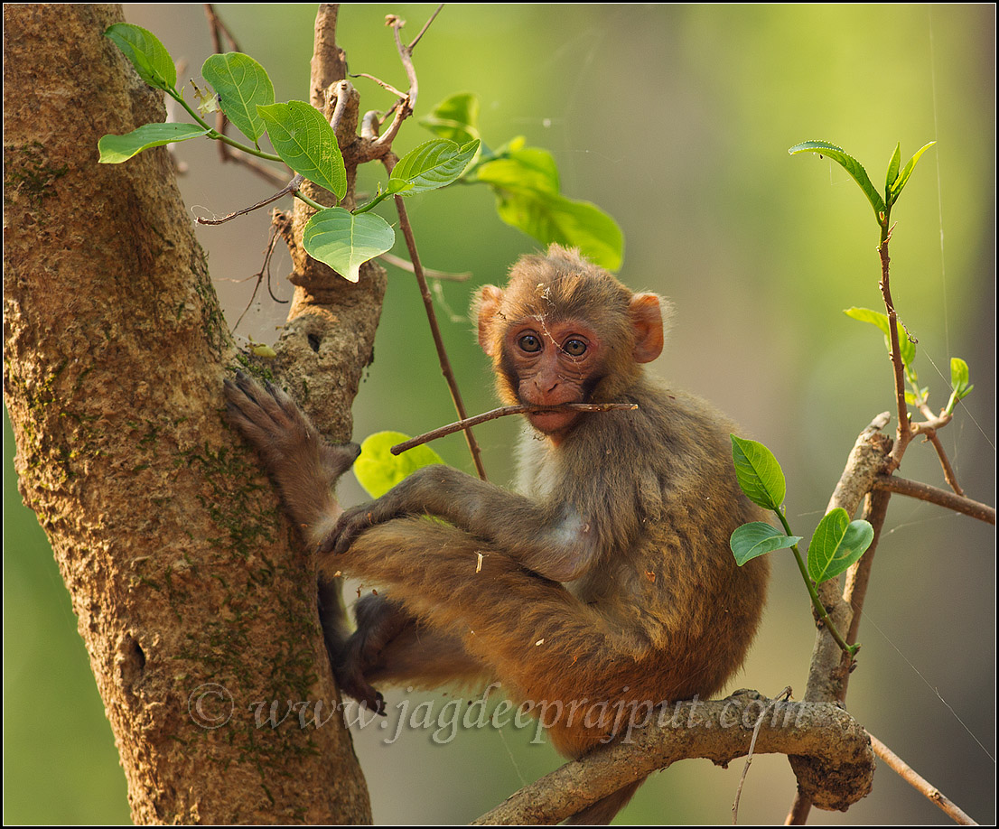 Rhesus Monkey
