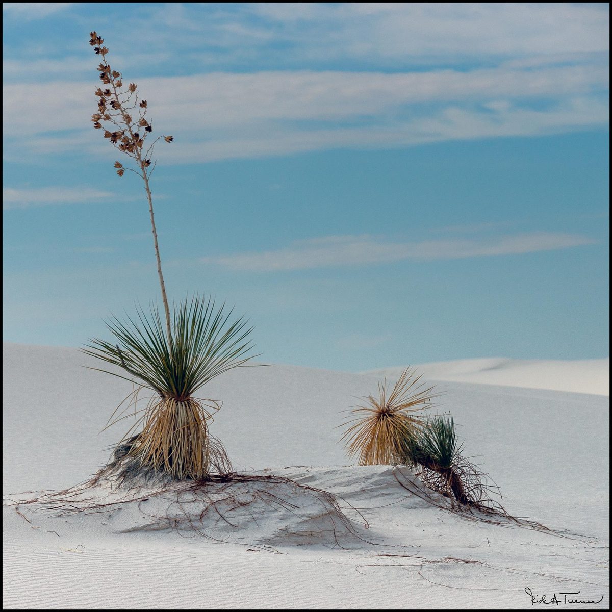 White Sands Yuccas