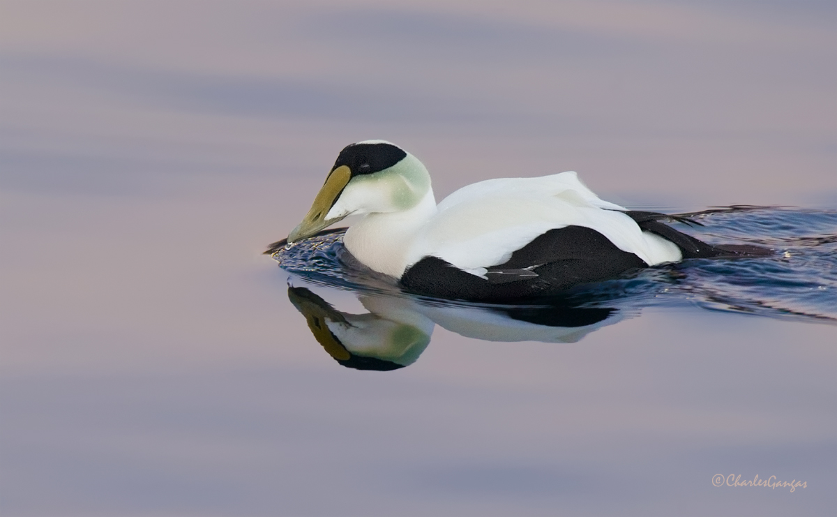 Common Eider