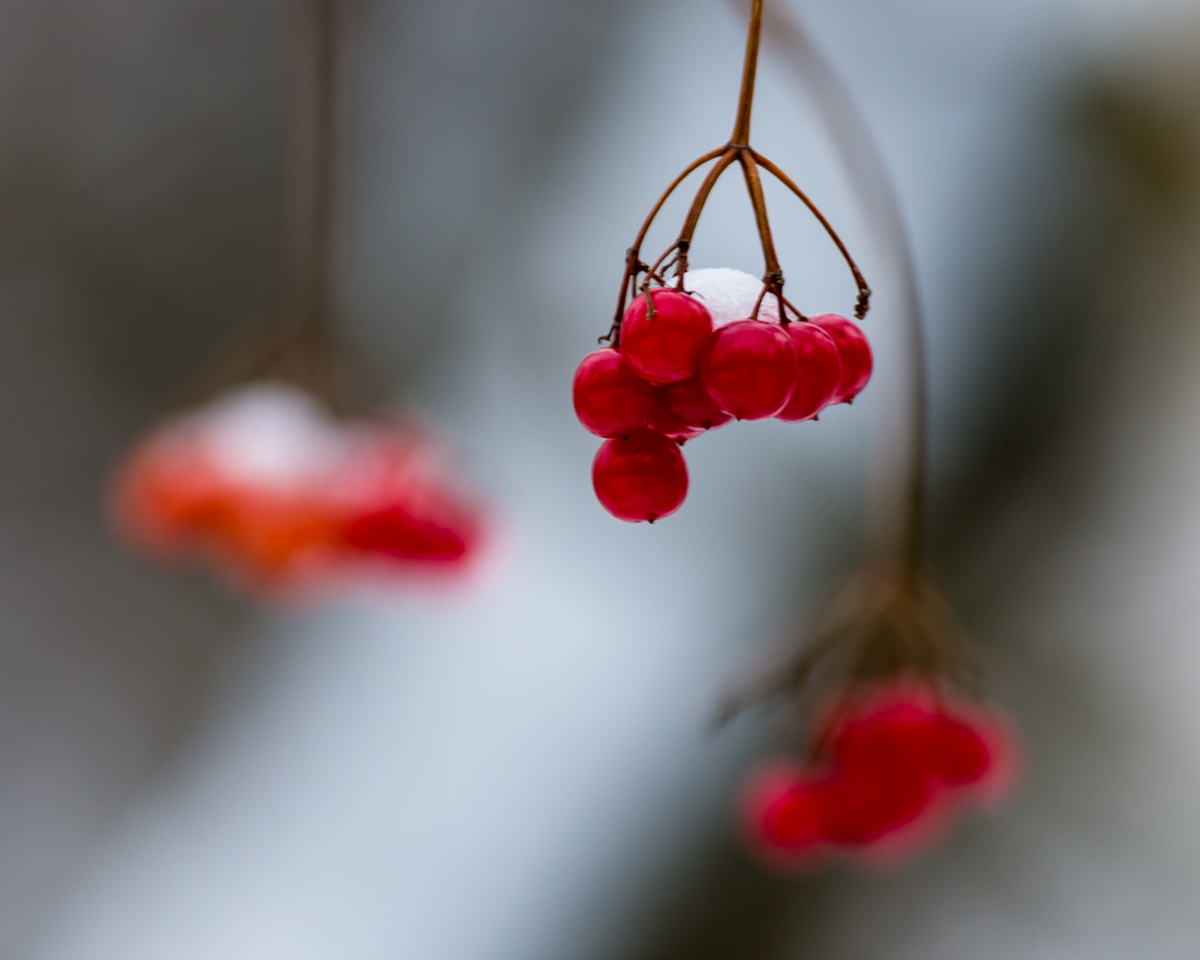 Repost: Winter Berries
