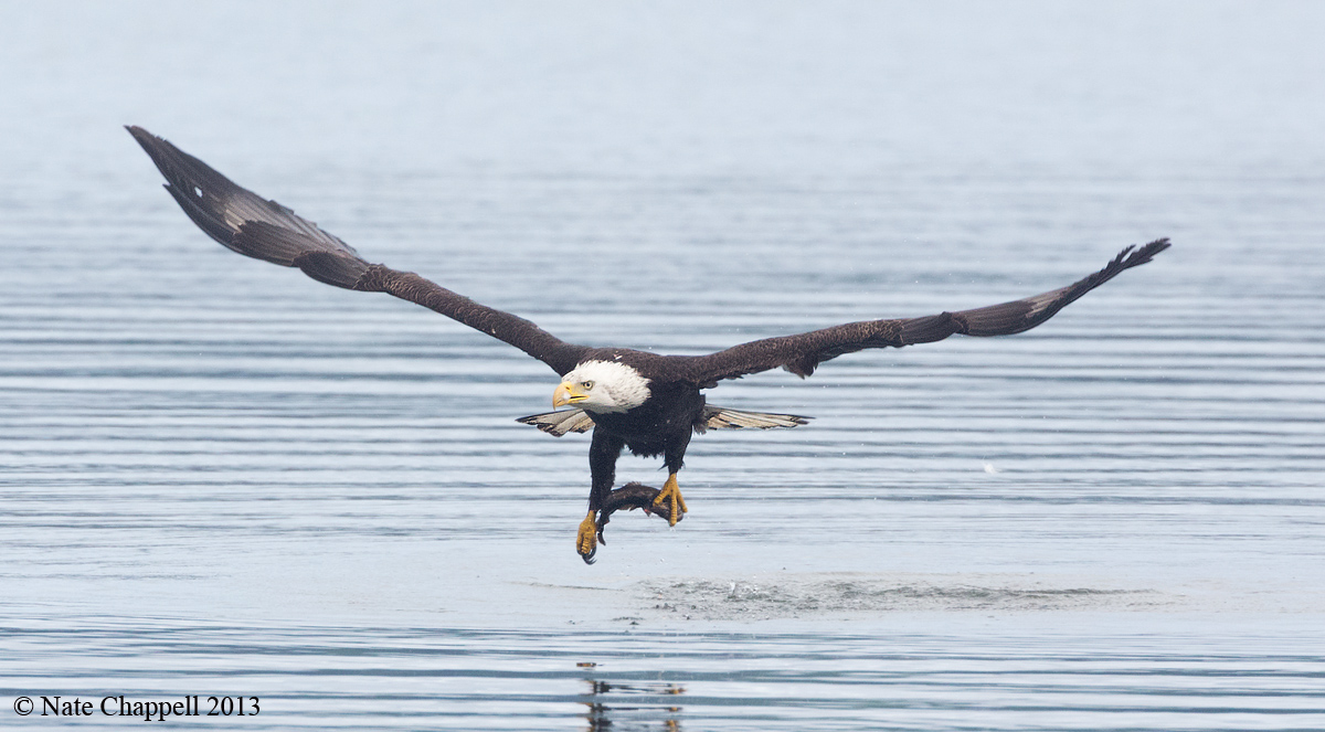 Bald Eagle Snatches Prey