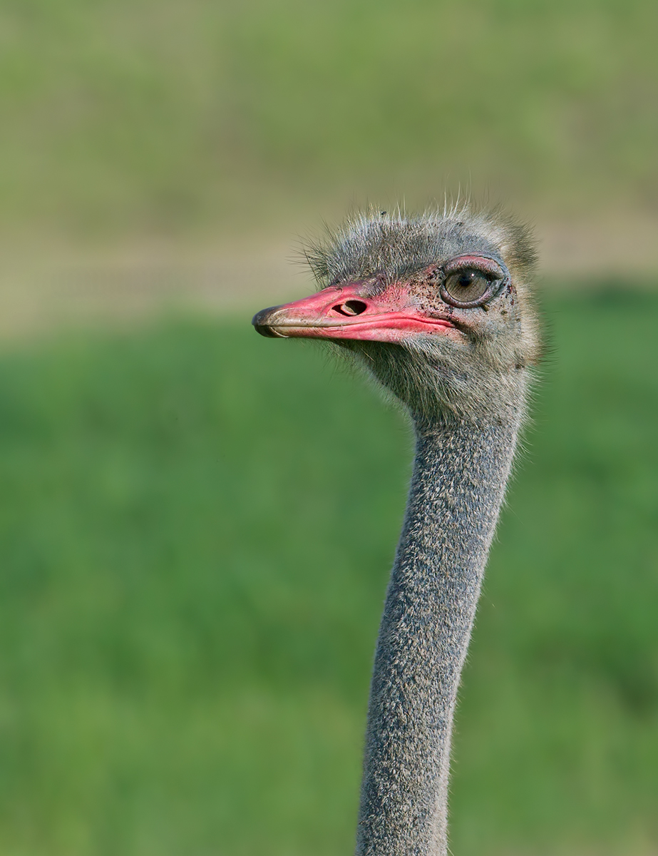 Male Ostrich