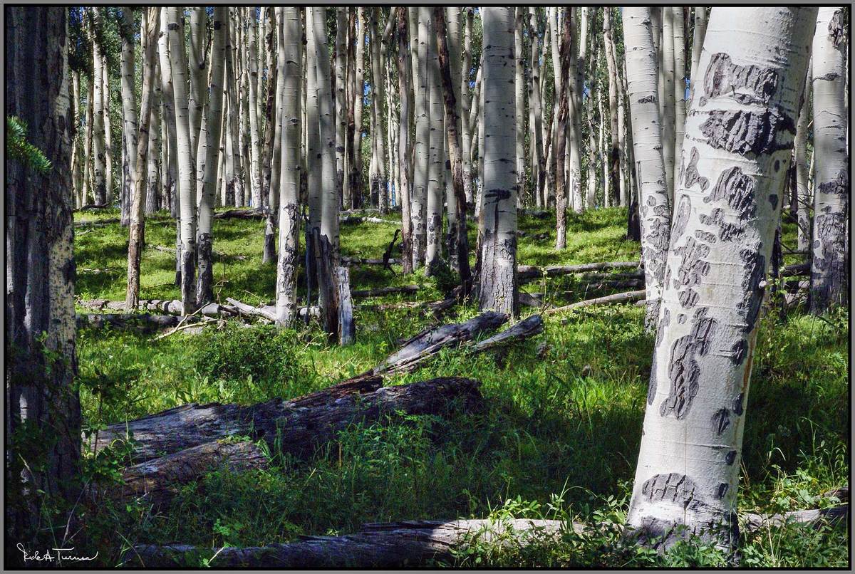 Elk Scrapes on Aspens
