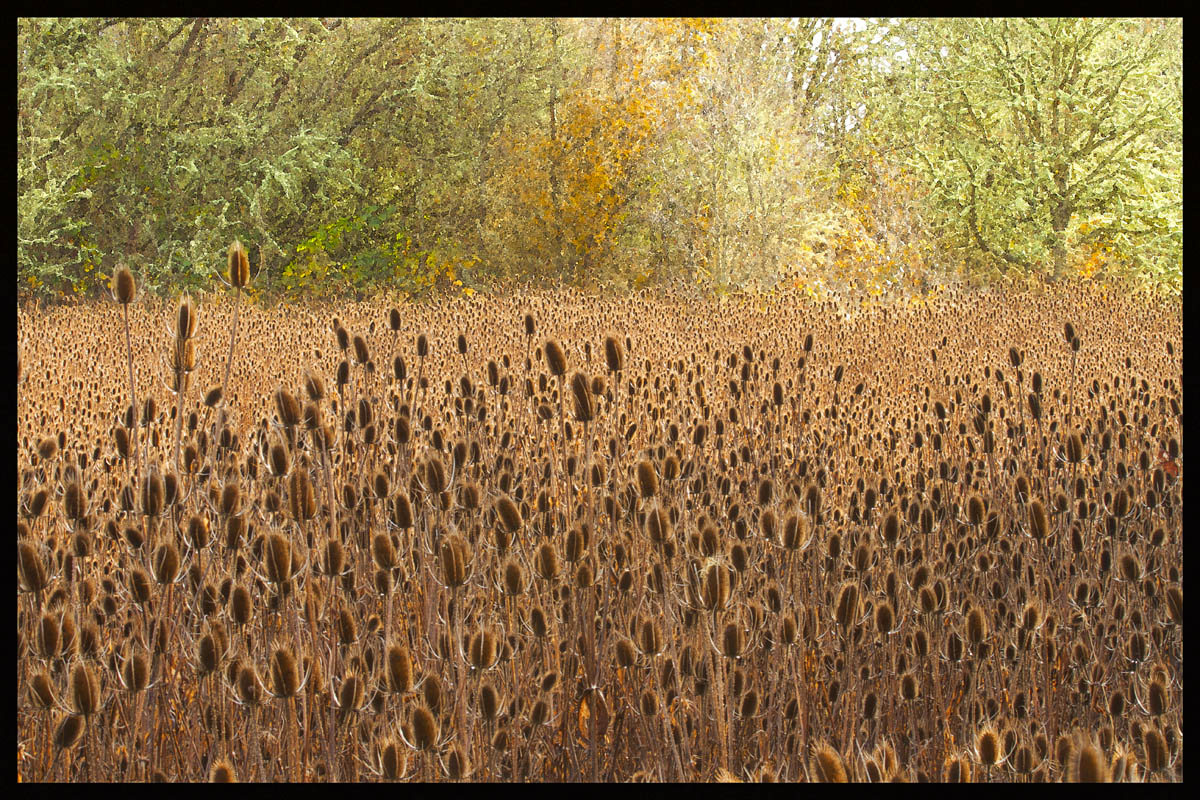 Field of Thistles