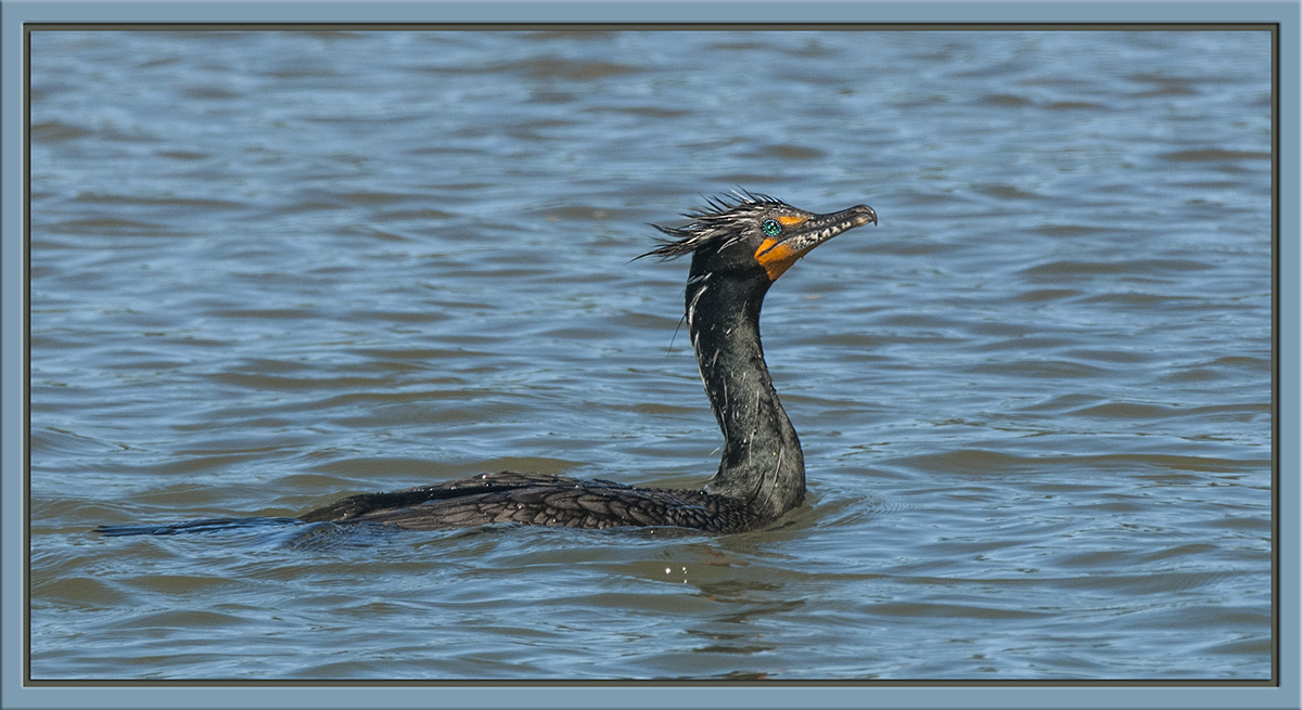 Crested Cormorant