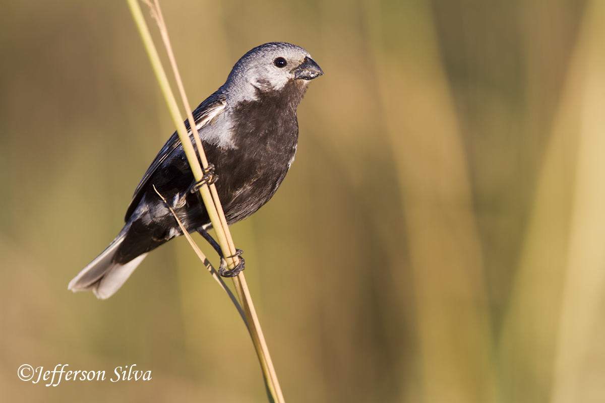 Black-bellied Seedeater
