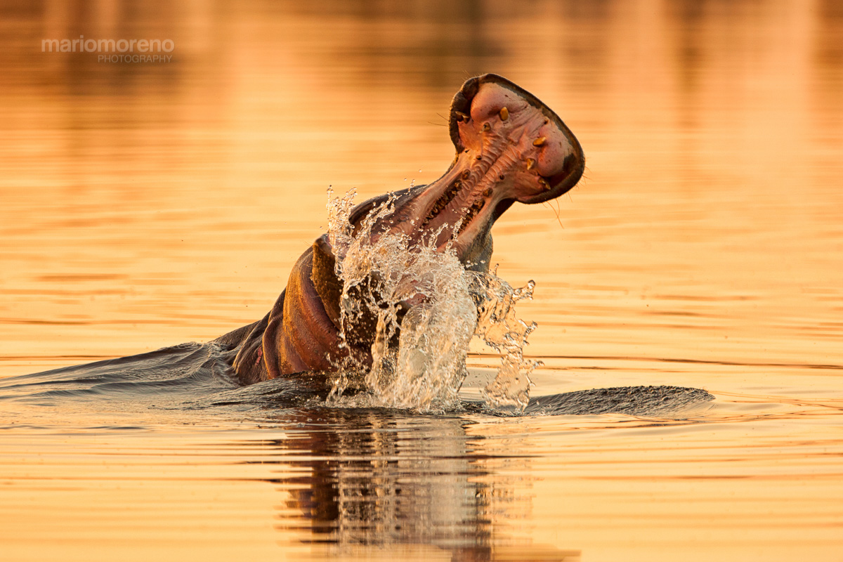 Hippo Splash