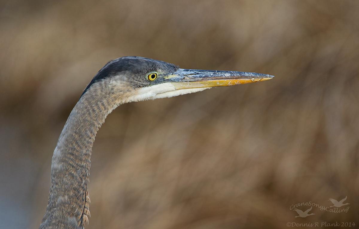 GreatBlue Heron Portrait