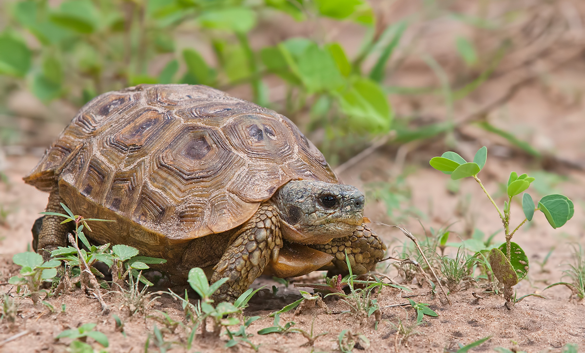 Bells Hingeback Tortoise