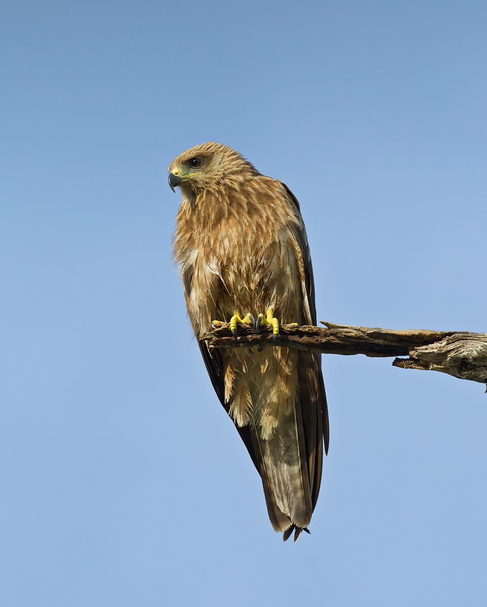 Black Kite