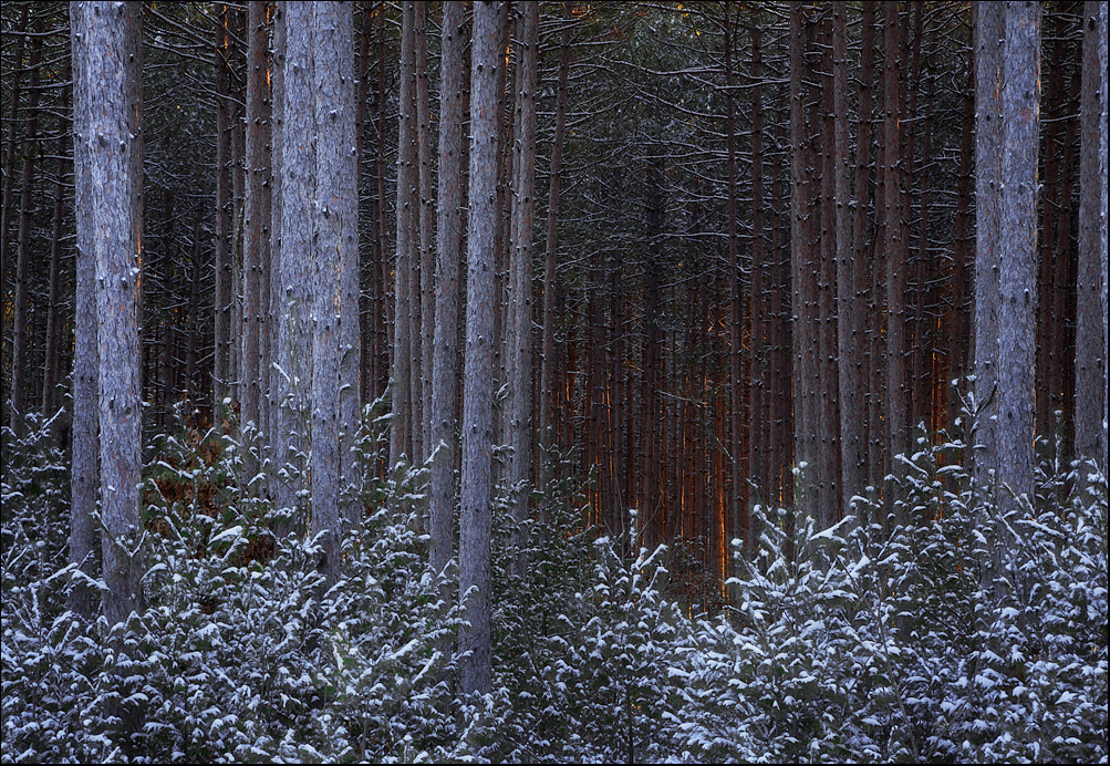 Walk in the Pines
