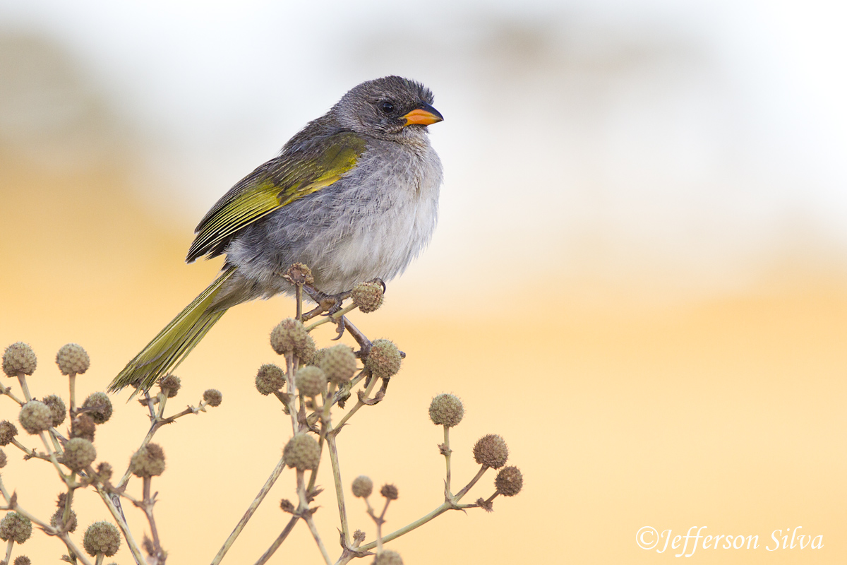 Wedge-tailed Grass-Finch