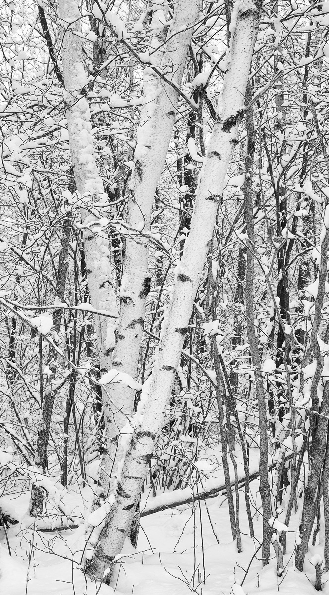 White Birch