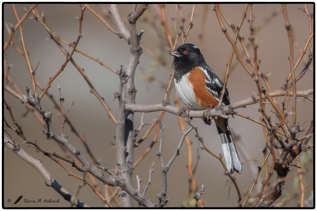 Spotted Towhee